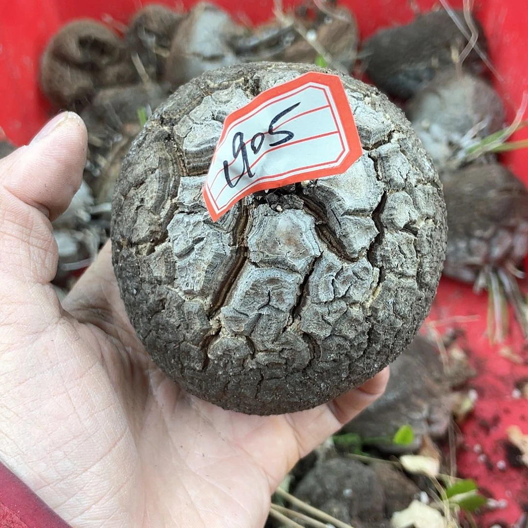 龟甲龙一物一拍1905号9cm