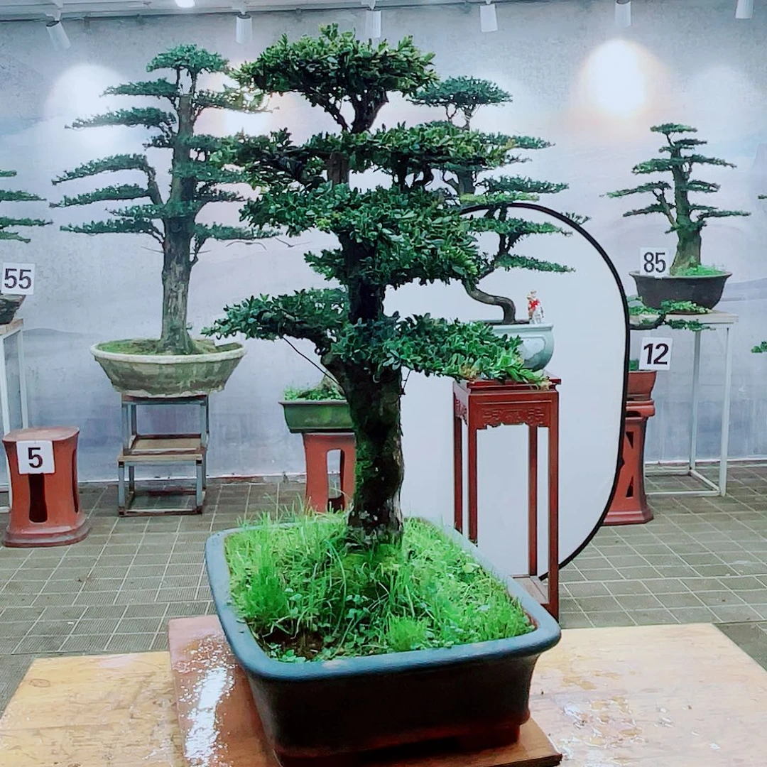 盆景盆景罗汉松盆景