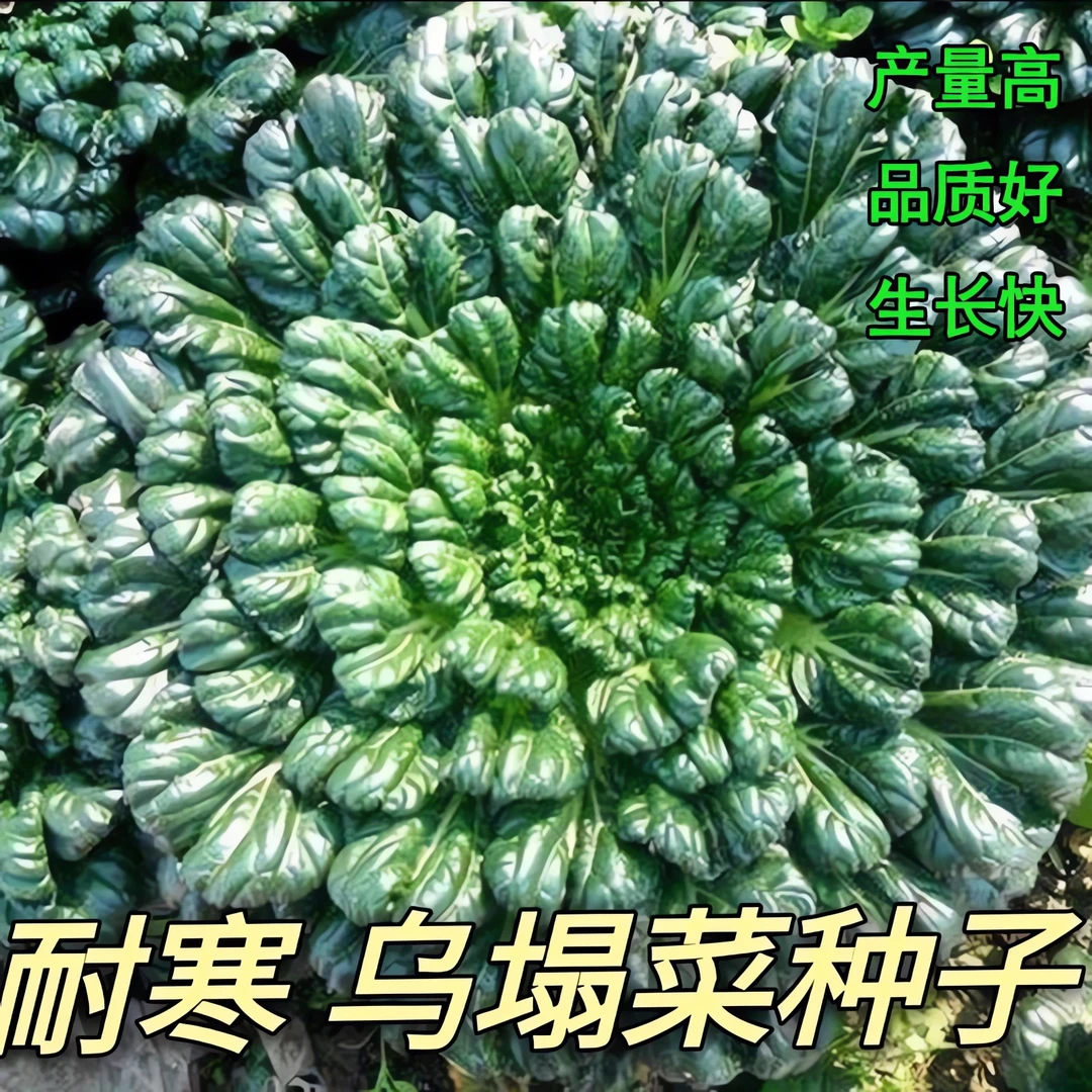 小八叶乌塌菜高钙保健蔬菜养心菊花菜春秋四季播农家易种高产蔬菜