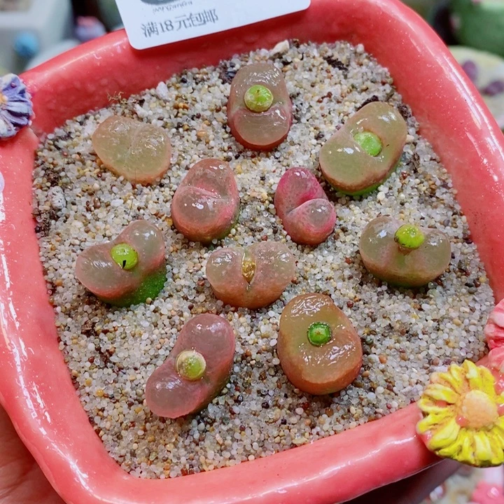 生石花花花花花花252