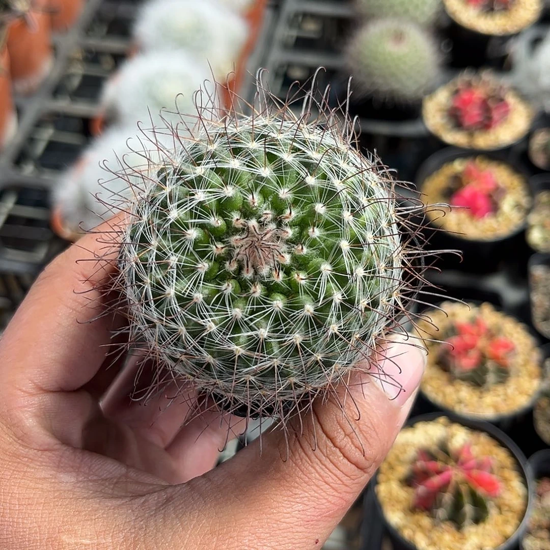 菲秀屿单头发货单头