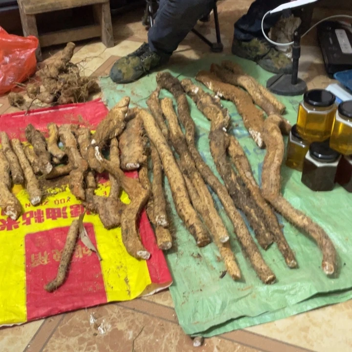 中国大陆中国大陆野生风铃山药