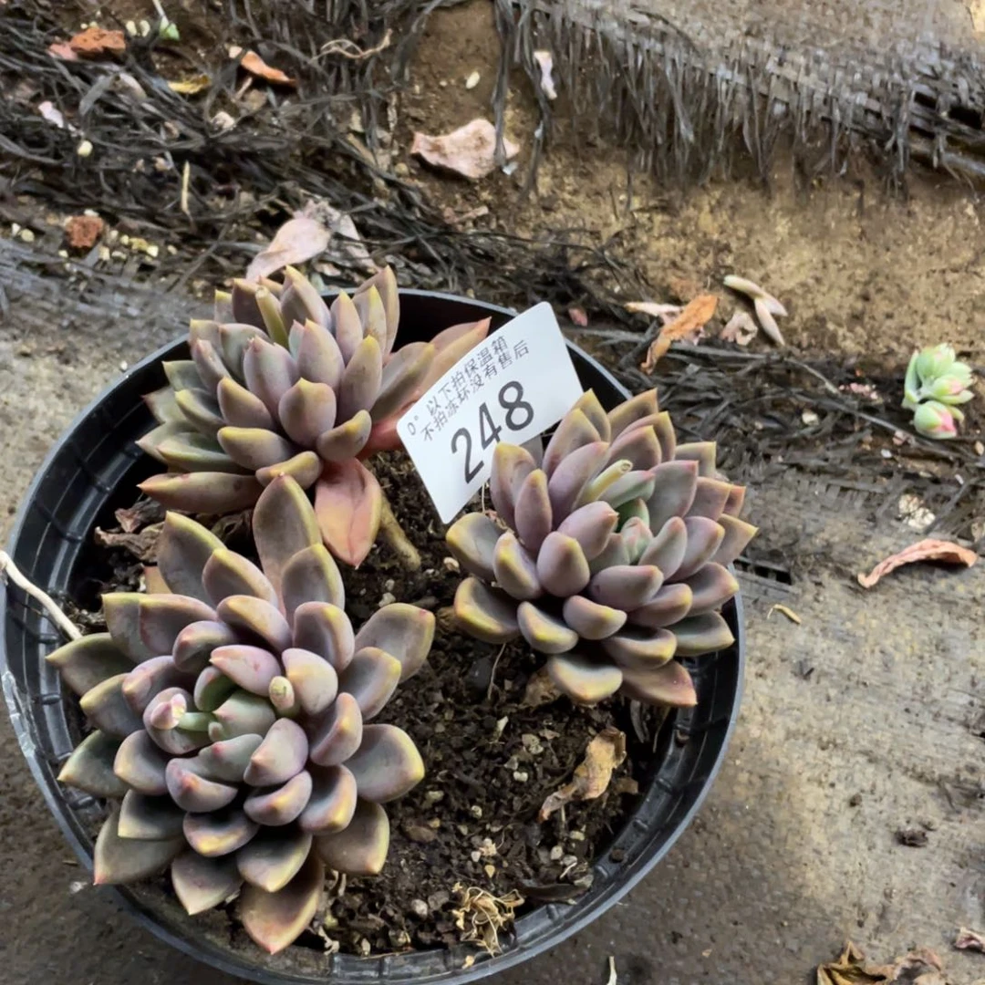 薰*草黑大帅多肉248象牙