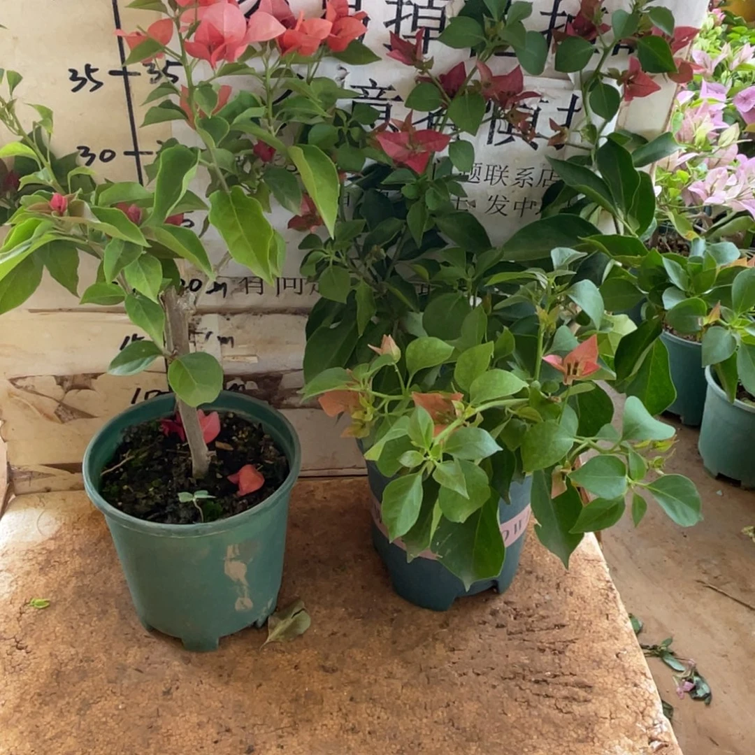 g***u当前无花栽培后可以开花7-0900