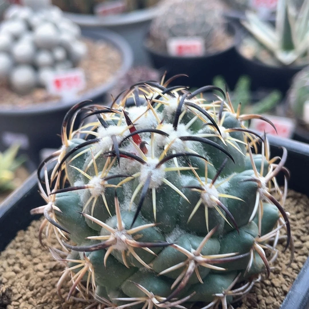 雪顶狂刺钢钉仙人球多肉