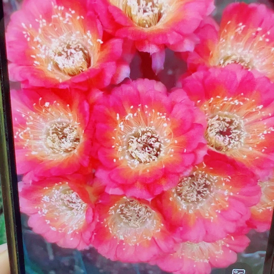 丽花 1537侧芽 满20包邮