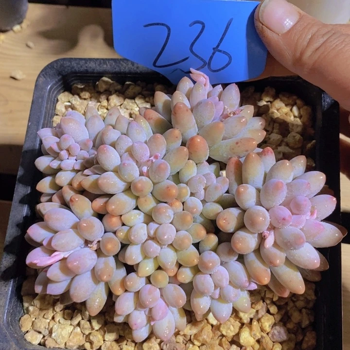 是因为一部小说中没有