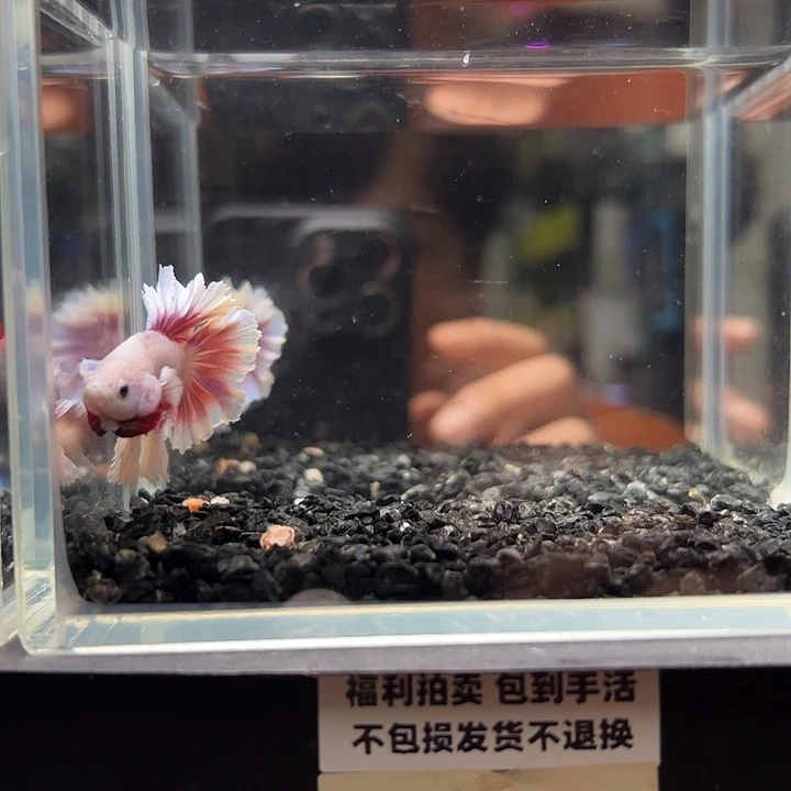 斗鱼竞拍跑单拉黑79日60
