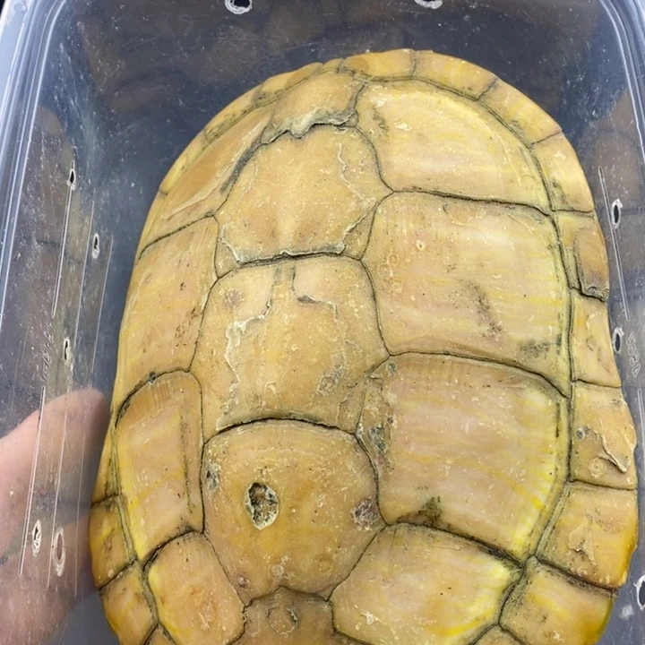 巴西彩龟母6666666