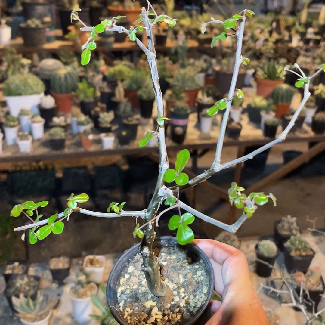 实生奥比克橄榄一物一拍