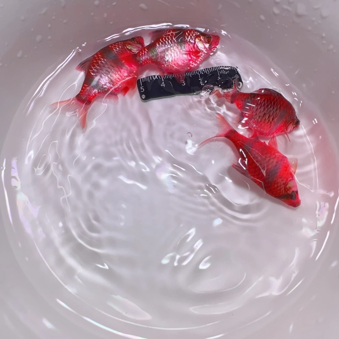 虎皮鱼印尼进口5➕4条装