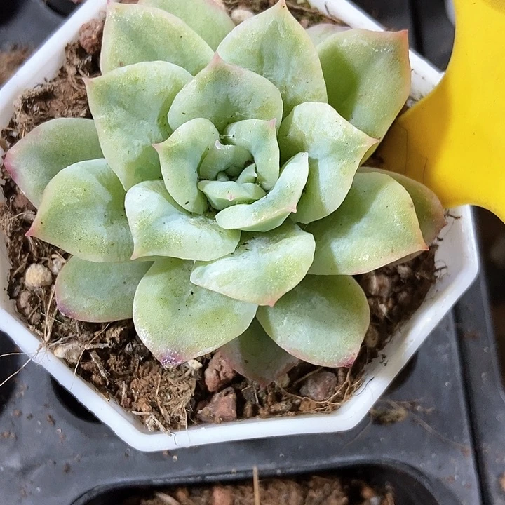 多肉植物泡泡纱556