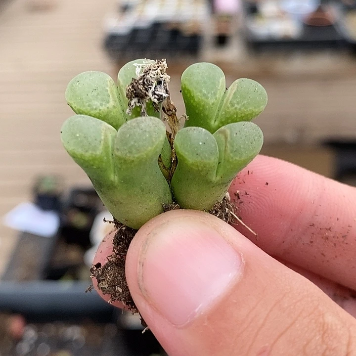 2181四头粉樱风铃一颗。