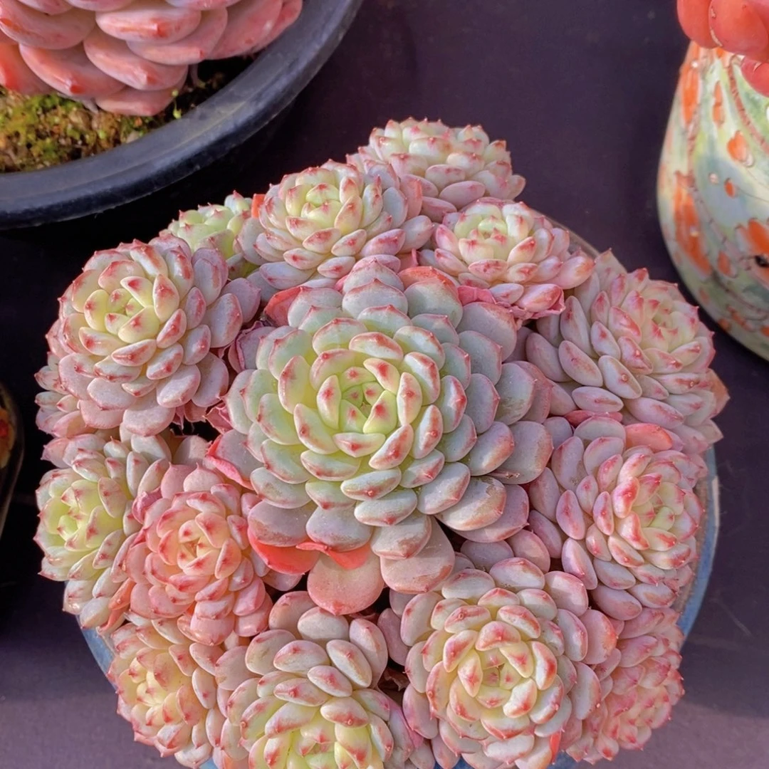 白胖子 一物一拍