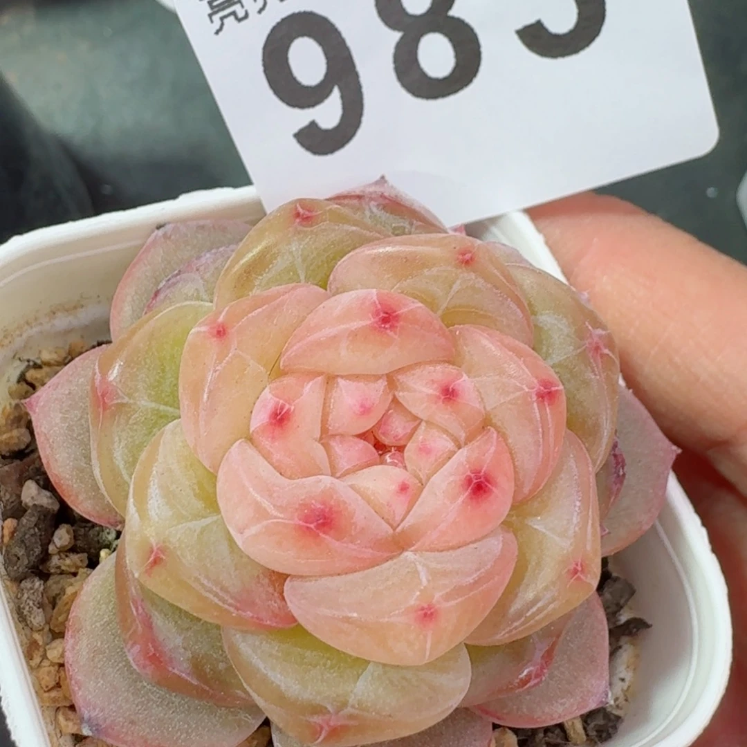 孤品珍妮 精品多肉