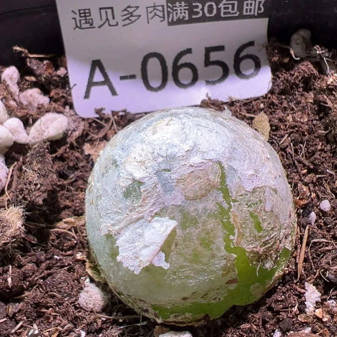 多肉植物111111111111