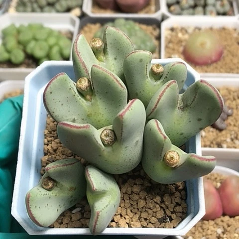 多肉肉锥 红耳大将