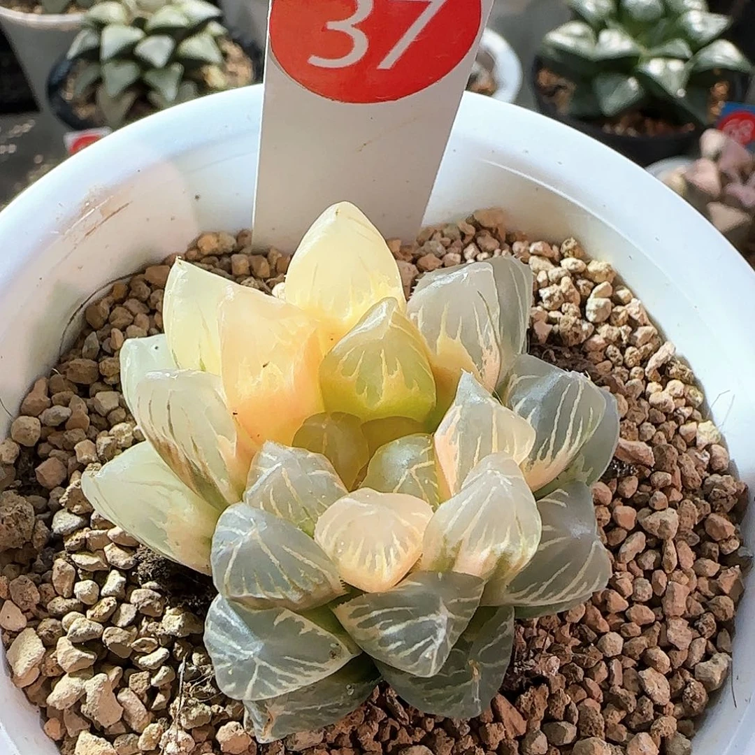 海***堂37号糊斑OM玉露锦一物一拍带盆土