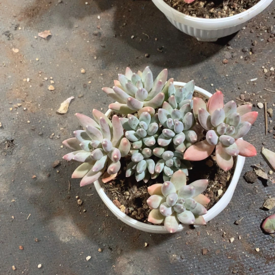 多肉植物多肉植物