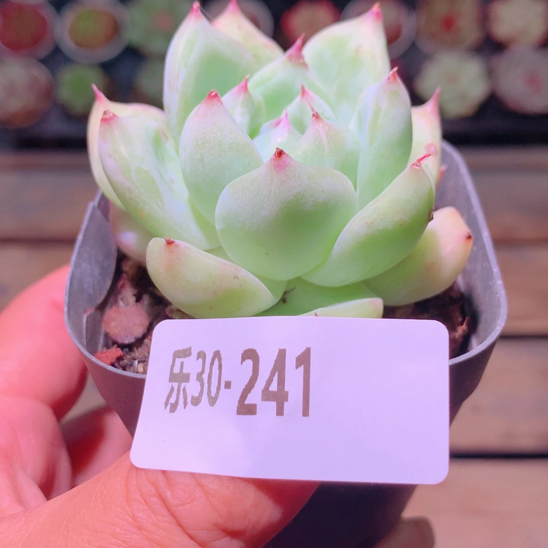 乐然30-241 白拉糖 带盆土