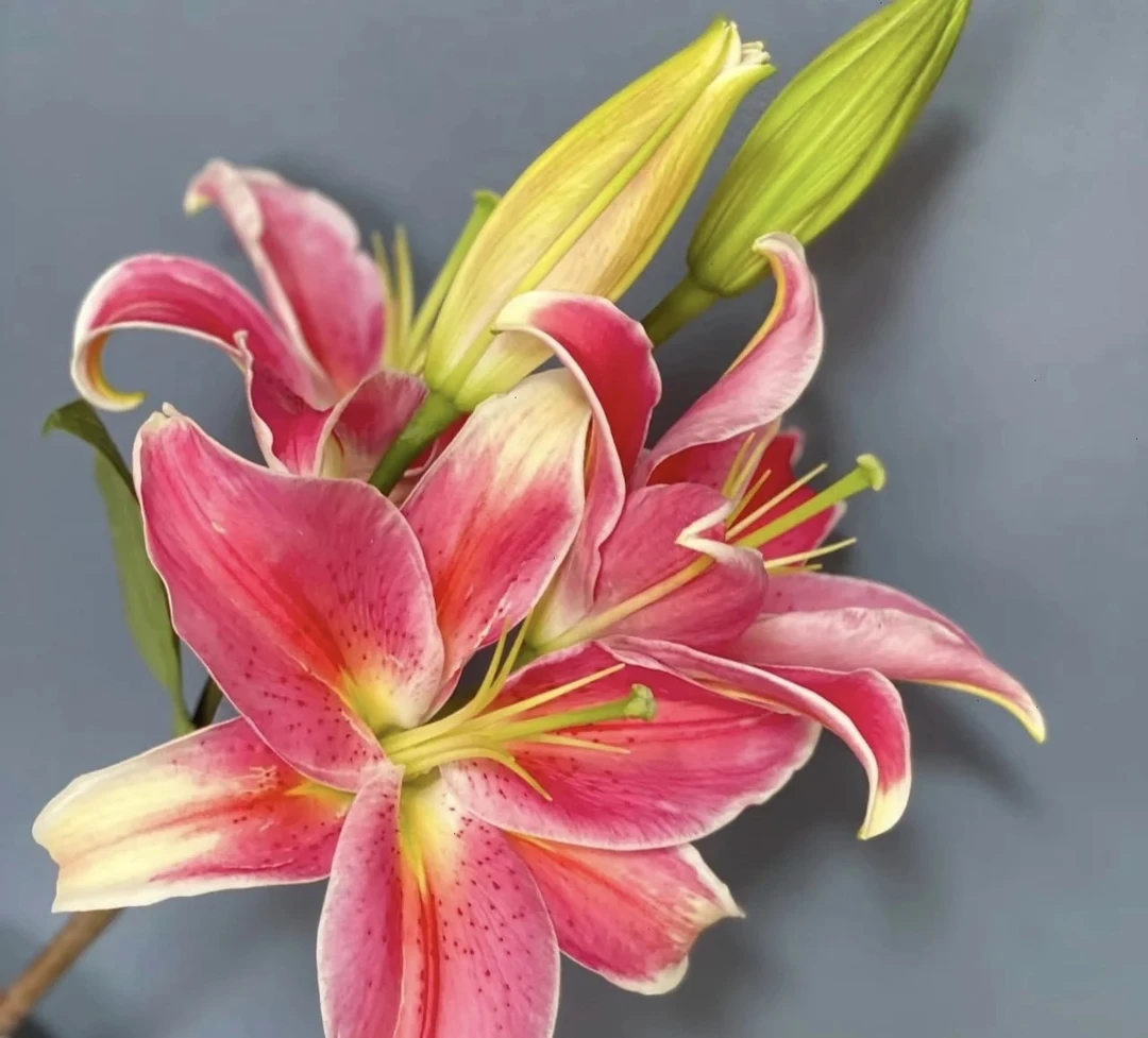【蜜桃香水百合 】拍任意两单升级顺丰冷链 家用鲜切花插花