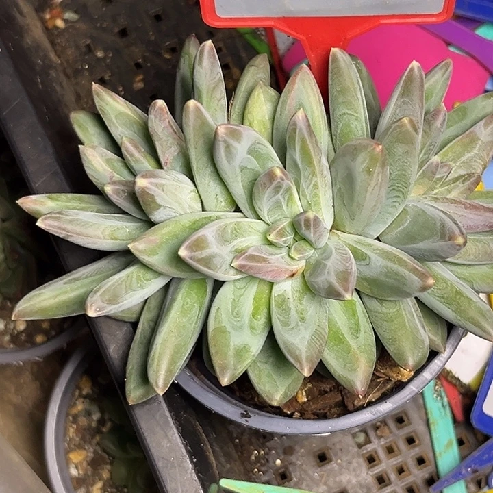 多肉植物雪黛莉724