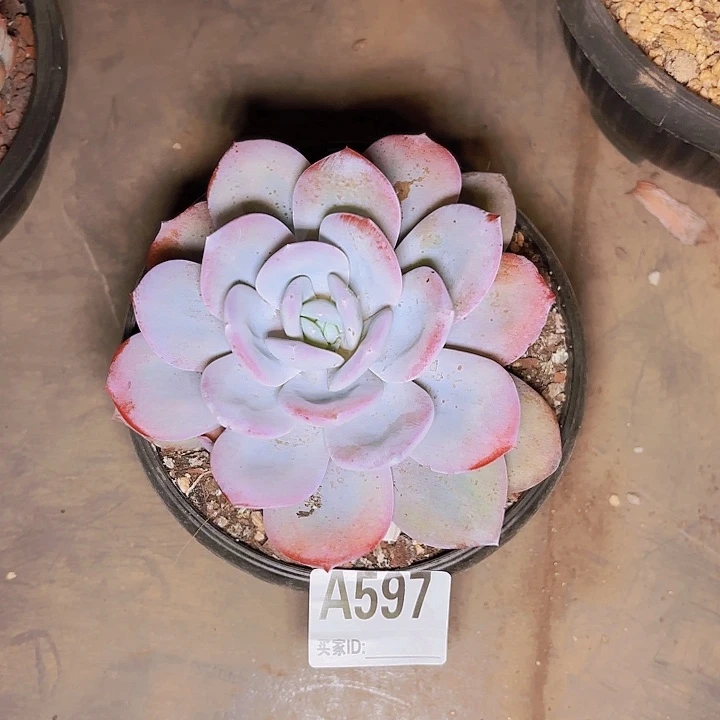 吖*奶茶一物一拍A597