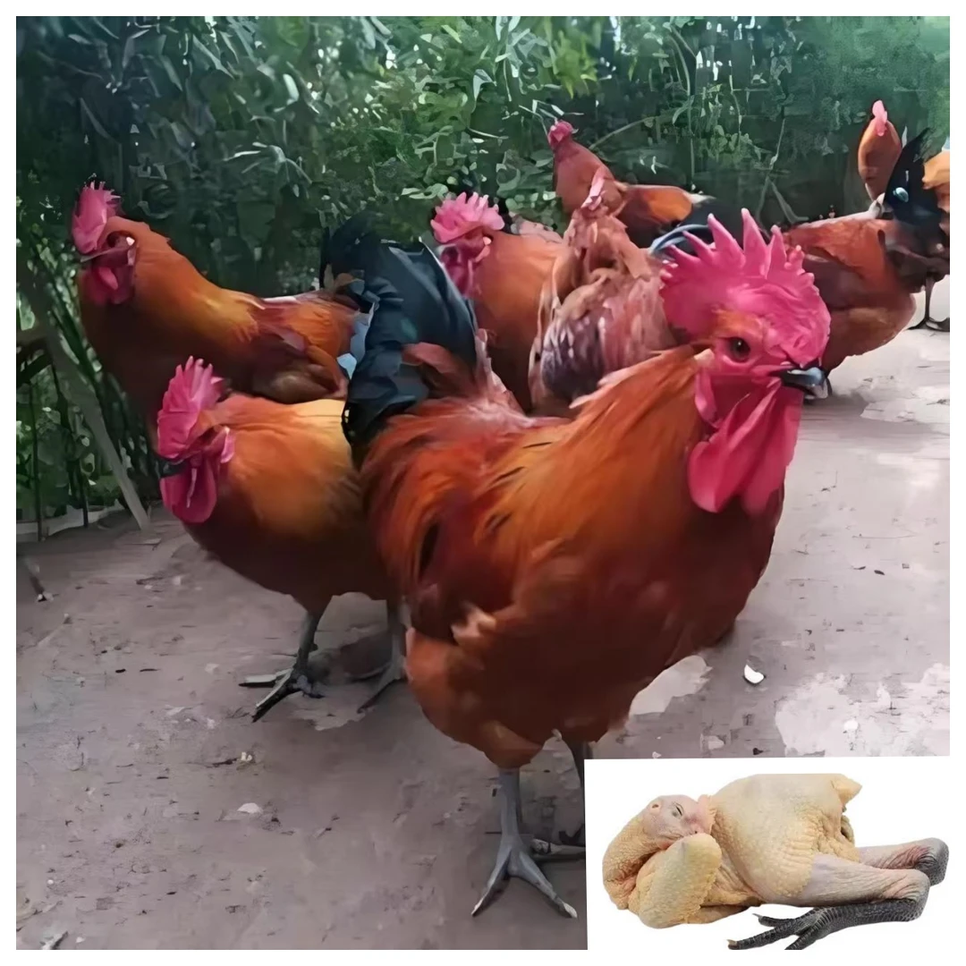 小张 丁香公鸡  红公鸡肉质鲜美 生鲜鸡  京东包邮