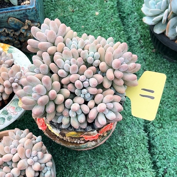 汤圆老桩11号码牌子的