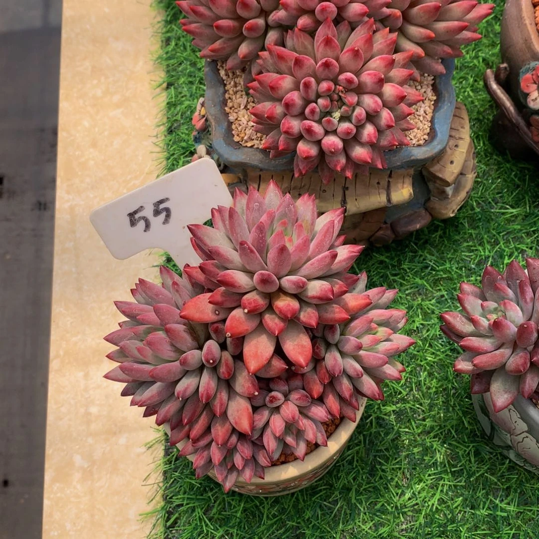 吕*金虞美人读肉植物626272