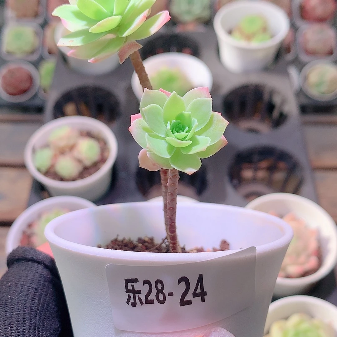 乐然28-24 薄化妆