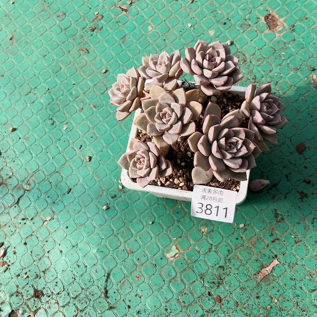 9号我们的确是3811