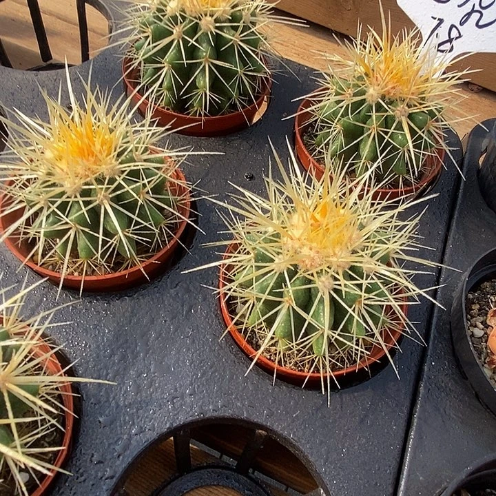 金虎福利多多去拍