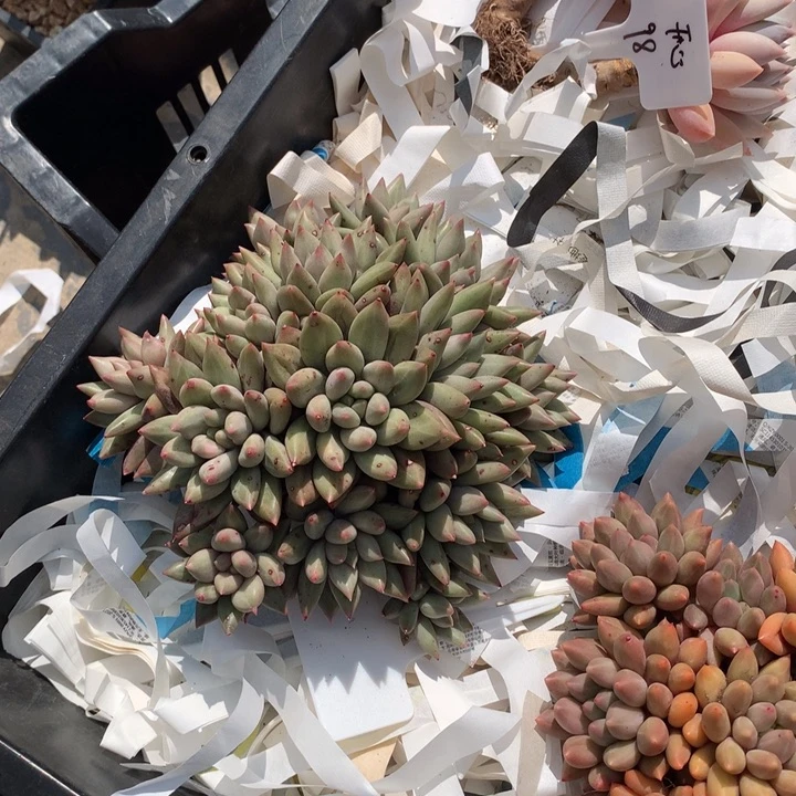 时**转水晶球大群潜力股多肉发货