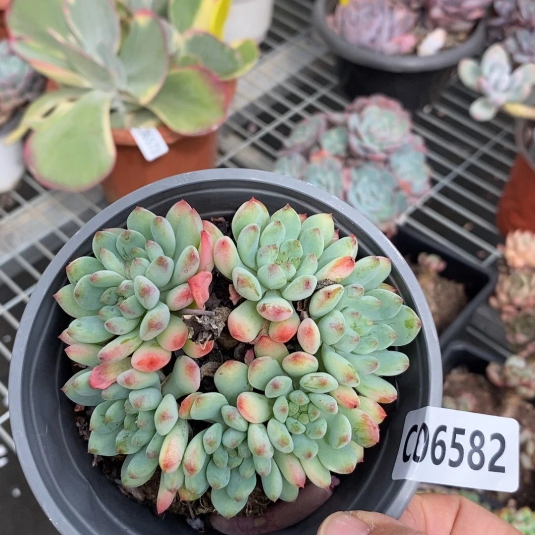 6582蓝苹果整桩一物一拍
