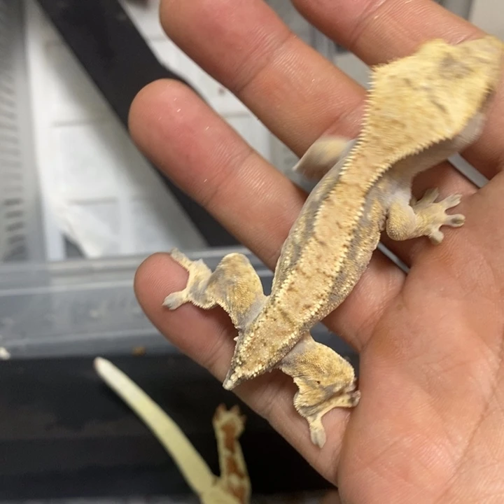 睫角守宫断尾睫角守宫