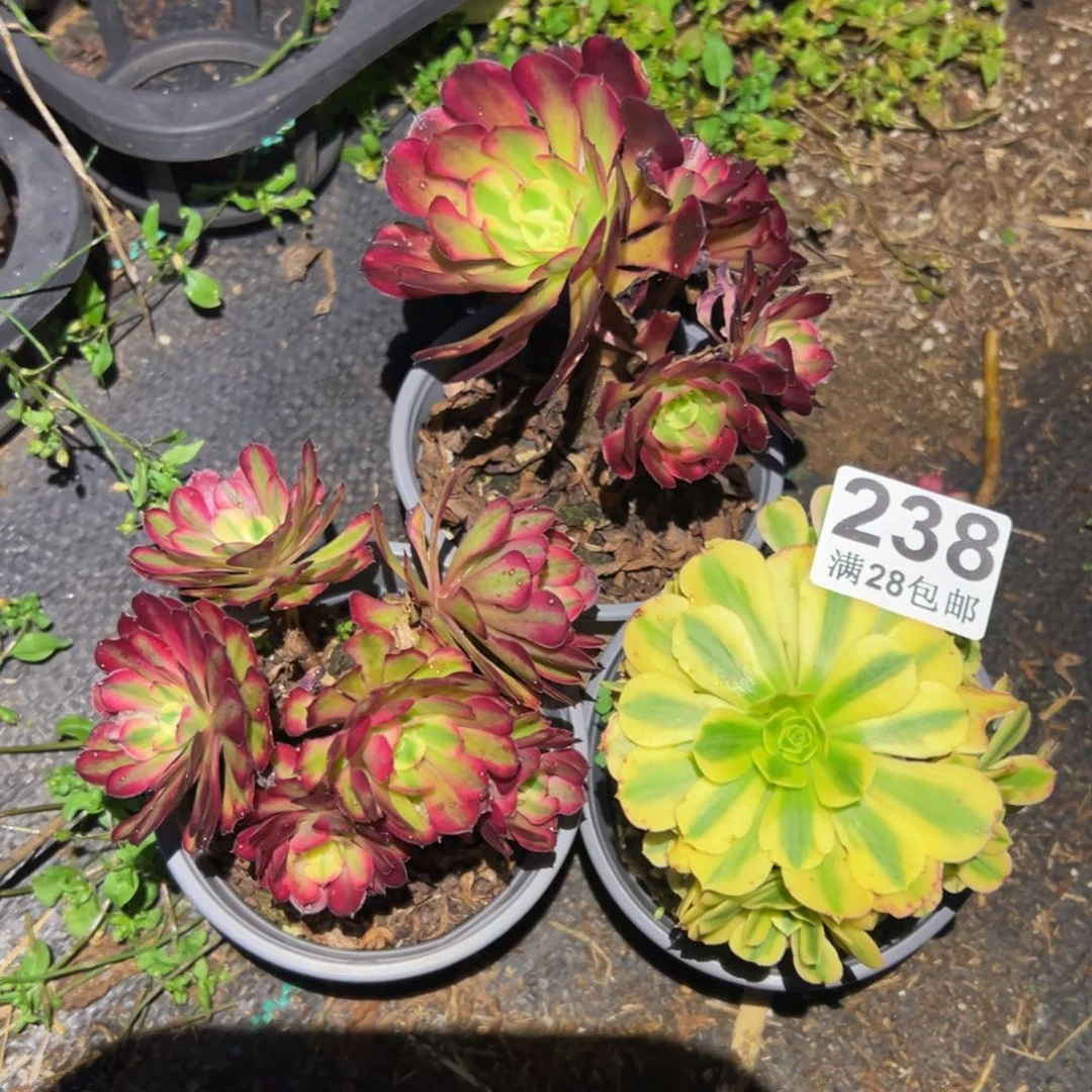 落***根多肉植物238无售后