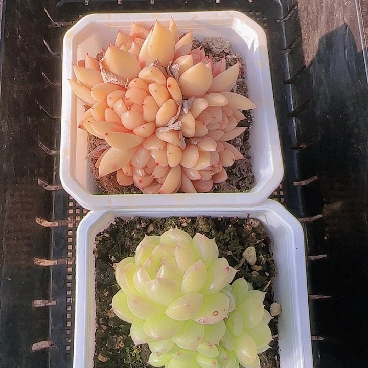 花时光精品多肉05