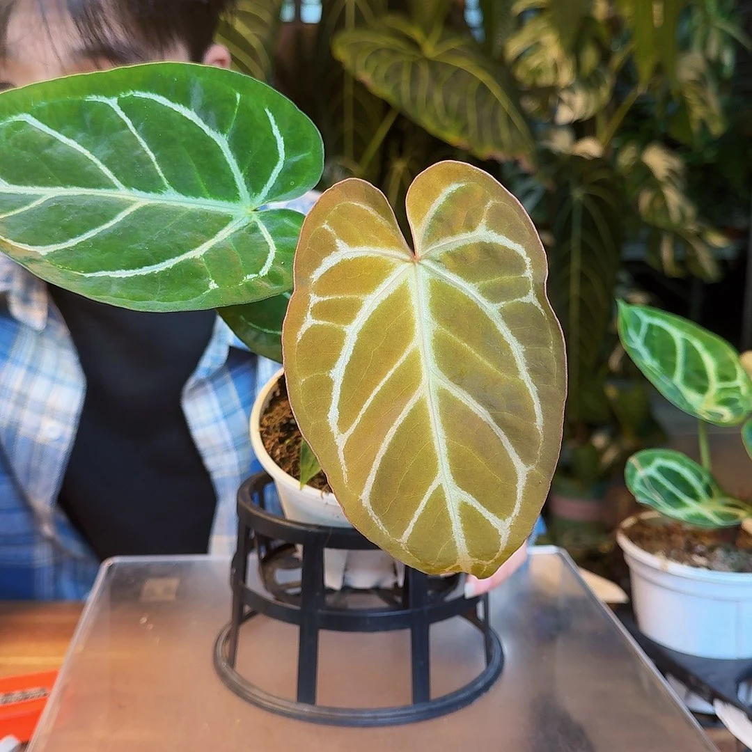 完全开放A49绿丝绒杂粗脉水晶