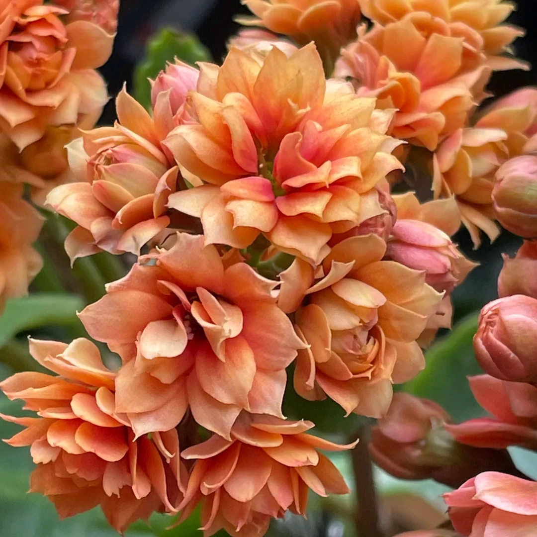 新品彩妙柠檬汁110盆长寿花处理苗不售后