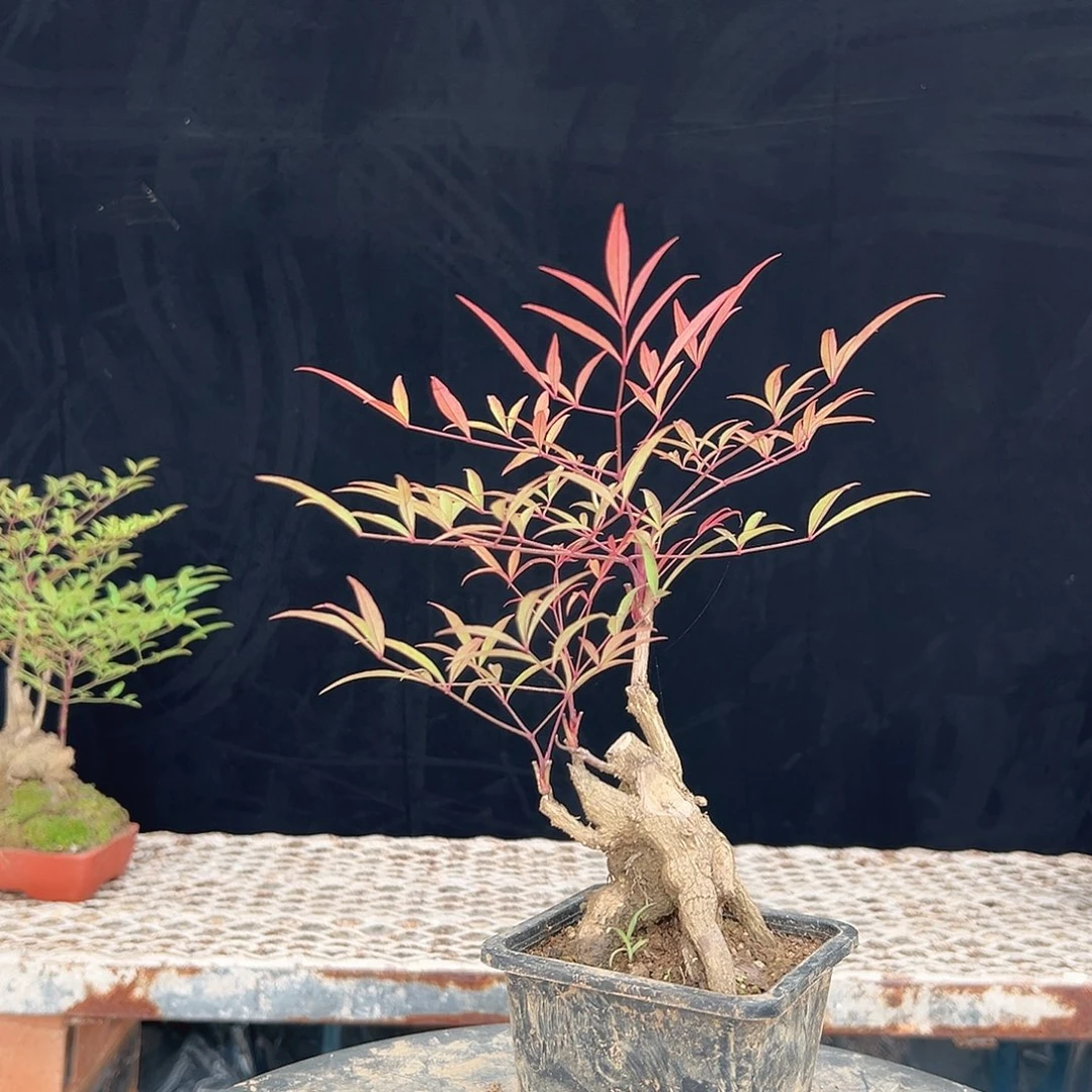 完全开放11111111111111