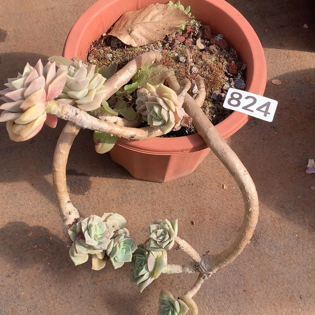 824可爱玫瑰一物一拍多肉