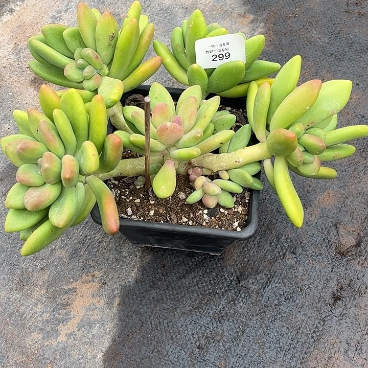 咪***啦芒果奶群，一物一拍