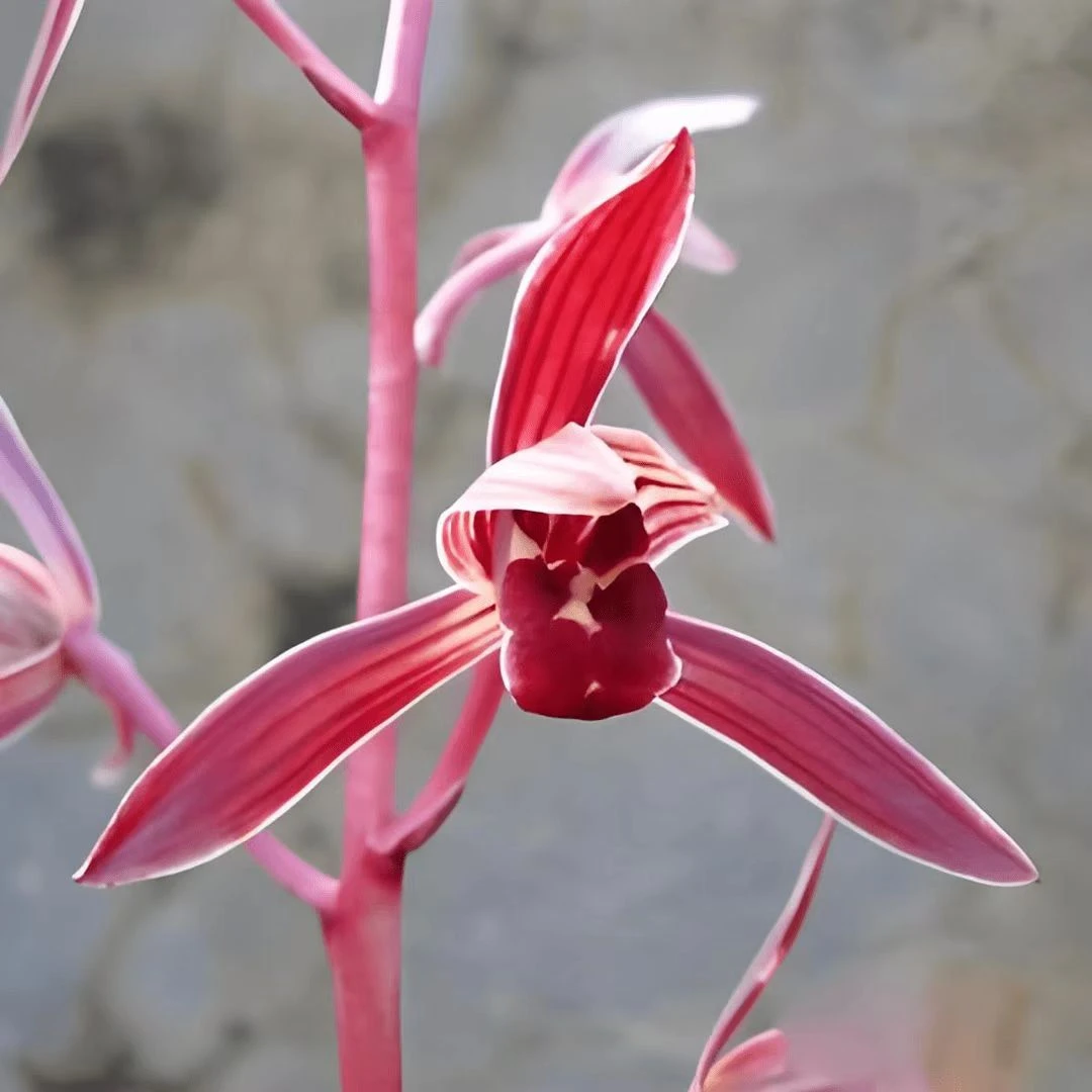 热销年宵花红香妃3支花剑起 春节开花花期长久浓香型好养兰花