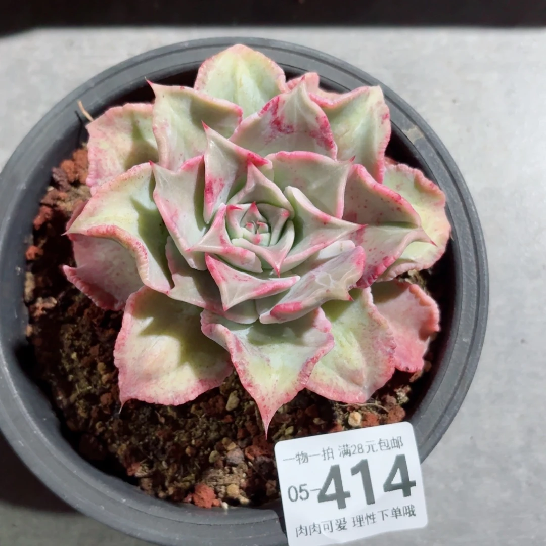 饺子皮无盆土发货无盆土发货无，