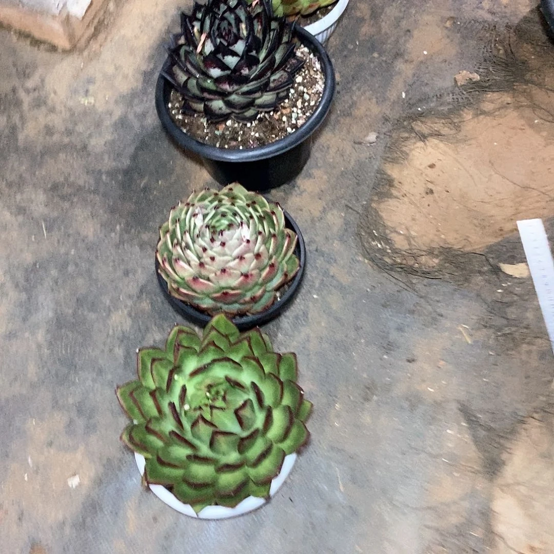 雪*福利20250211 1