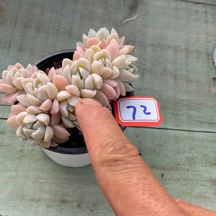 天****r一物一拍奶油美人72