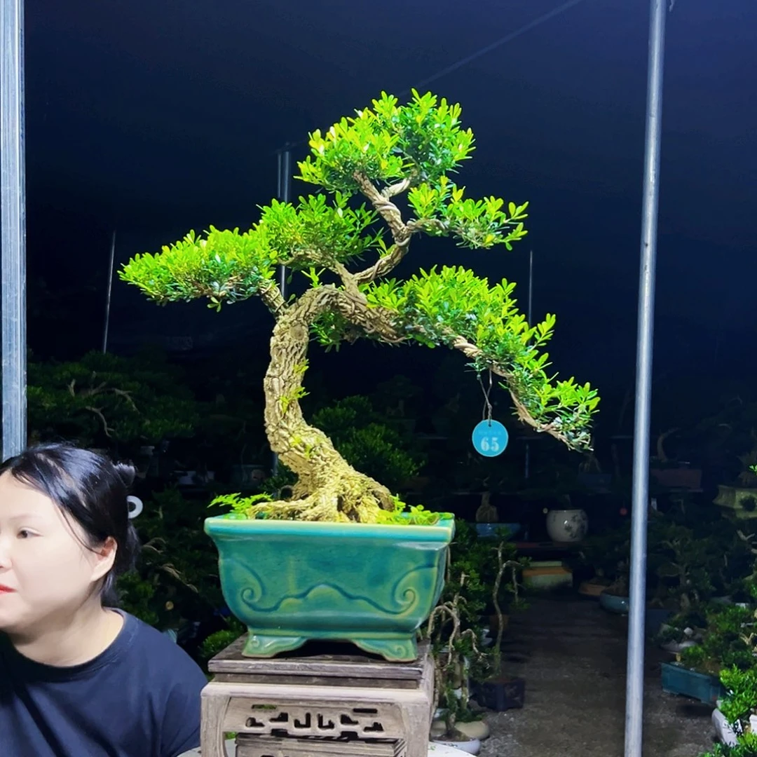 下***雨无花朵黄杨木