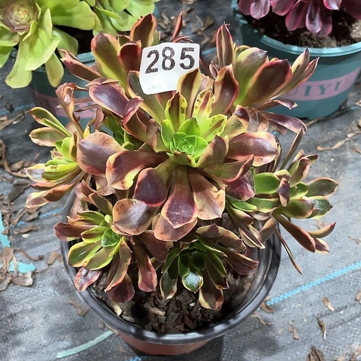 欧佳丽285  冠幅19