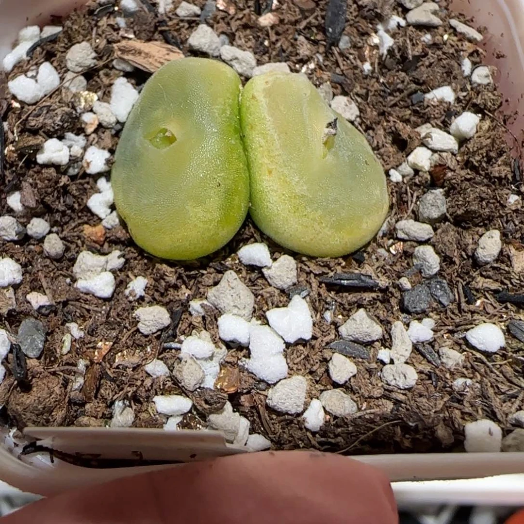 默**期肉锥多肉植物百科-有疤1166